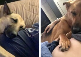 19 psów cieszących się z powodu nienarodzonego rodzeństwa