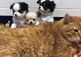 Wąsaty pielęgniarz: chory rudy kot został pracownikiem kliniki weterynaryjnej