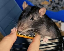 Szczur oczarowuje Internet swoim niezrównanym talentem muzycznym. Wideo