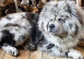 Nie da się oderwać wzroku od tego pstrokatego szczeniaka. Zdjęcia