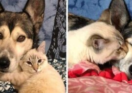 Kociak, który nie może chodzić, nauczył się jeździć na wózeczku i znalazł najlepszą mamę - husky