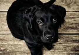 Właściciele postanowili zachować pamięć o swoim ukochanym psie