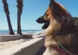 Owczarek niemiecki, który spędził 5 lat przykuty do łańcucha, teraz po raz pierwszy zobaczył ocean. Jego reakcja jest wspaniała