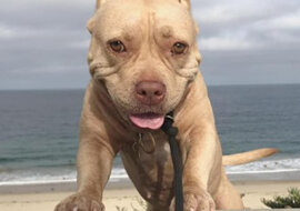 Lady Shortcake to najbardziej uśmiechnięty pies w Internecie