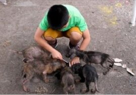 Ten chłopiec znalazł za kościołem coś, co przypominało sześć wielkich szczurów. Rok później wyglądają zupełnie inaczej