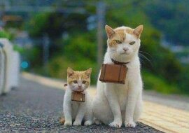 Śmieszne zdjęcia zwierząt, aby poprawić sobie nastrój