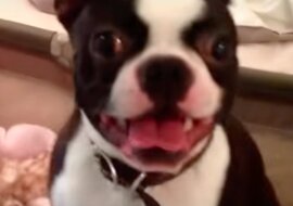 Ten mały Boston Terrier uwielbia bawić się ze swoją „siostrą” w jej łóżeczku. Ta dwójka wygląda idealnie