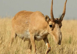 Zwierzęta z egzotycznych krajów