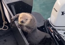 Wydra morska uciekła przed orkami na łódź i została nagrana na wideo