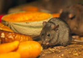 Jak pozbyliśmy się myszy w spiżarni i w wiejskim domu. Stary ludowy sposób