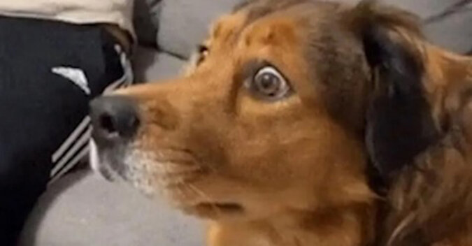 Pies po raz pierwszy w życiu zobaczył wiewiórkę