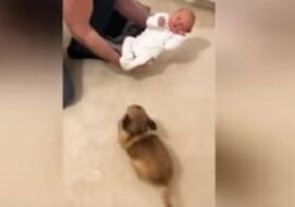 Pokazali swojego nowo narodzonego synka swojemu psu. Jego reakcja jest po prostu fantastyczna