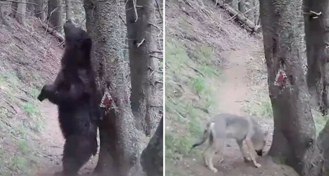 Niedźwiedź ocierał się o drzewo w lesie, a na reakcję innych drapieżników nie trzeba było długo czekać