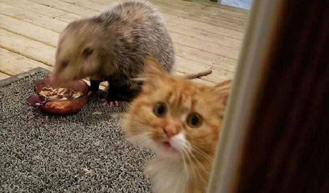 Komiczna reakcja kota na oposa kradnącego karmę dla kotów