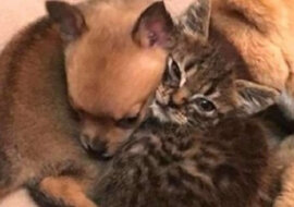 Najlepsi przyjaciele: jak kotek wyciągnął pomocną łapę szczeniakowi