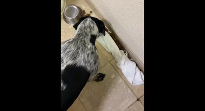 Bardzo dobrze wychowany pies przypadkowo rozsypał jedzenie i nie chciał denerwować właścicielki. Wideo