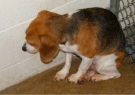 Kiedy ten mężczyzna zobaczył samotnego szczeniaka w kącie, natychmiast zdał sobie sprawę, że musi mu pomóc. Zobacz wideo