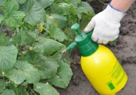 Uratowałam ogórki dzięki wodzie i zieleni brylantowej. Zobacz