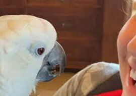 Oto jak zareagowała papuga na nowego członka rodziny