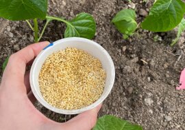 Jak ja wykorzystuję proso zwyczajne w uprawianiu papryki w szklarni. Plony są zawsze obfite i zdrowe