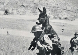 Osioł jadący na człowieku: co się kryje za tym zdjęciem?