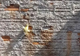 Brawurowa ucieczka kaczątka przez mur zachwyciła użytkowników