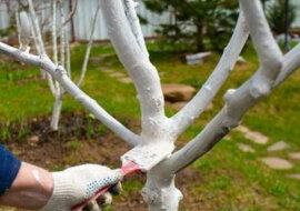 Tylko 1 na 10 ogrodników prawidłowo bieli drzewa. Zobacz jak