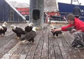 Kiedy ten człowiek karmi fascynujące ptaki krewetkami... Warto zobaczyć to niezwykłe nagranie