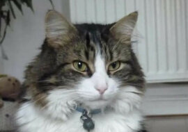 Rodzina pochowała kota, a on wrócił po 3 tygodniach