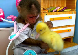 Mała małpka pomogła kaczątku, ratując je podczas burzy. Wideo