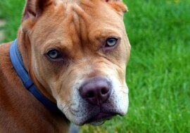 Pitbull wyczuł, że coś jest nie tak i uratował swoich właścicieli