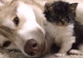 Pies zastąpił matkę kotkowi. Kotek Woof uważa siebie za psa