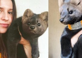 Sobol, który nie stał się futrem. Kobieta uratowała zwierzę, a teraz opowiada, co się zmieniło w jej domu po przyjęciu do niego tego zwierzęcia