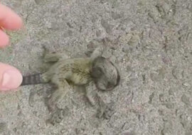 Mężczyzna uratował maleńkie stworzenie i oddał je mamie