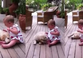 Wielka miłość golden retrivera do swojej właścicielki. Zobacz