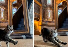 Kot Gli – to prawdziwy gospodarz świątyni Hagia Sophia w Stambule