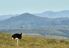 Struś wtrącił się do wyścigów kolarskich i prawie wygrał