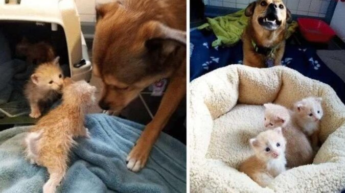 Ten pies znalazł porzucone kocięta w stosie liści i został ich tatą