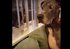 Najzabawniejsze nagranie tygodnia – mały kotek pokazuje mu, kto tu jest szefem