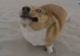 Najbardziej śmieszne przypadki z życia psów. To po prostu trzeba zobaczyć