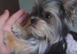 Talent tego małego Yorkshir jest godne podziwu