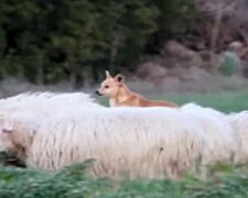 Przyłapali psa pasterskiego. Jego rodeo zaskoczyło właścicieli