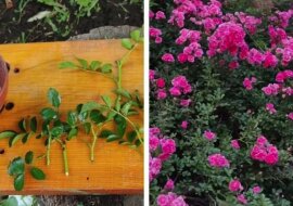 Letnie ukorzenienie róż, gwarantujące 100% efekt