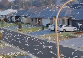 Ogromne stado papug zniewoliło przedmieścia Sydney. Filmiki stamtąd stają się popularne