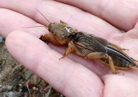 Jak zwalczać szkodników prostymi domowymi sposobami