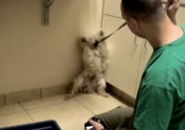 Zobacz co zrobił ten przerażony pies, gdy zdał sobie sprawę, że nie grozi mu niebezpieczeństwo