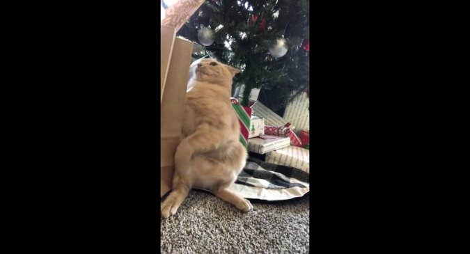 Kot postanowił pomóc właścicielowi w rozpakowaniu prezentów, ale coś poszło nie tak. Wideo