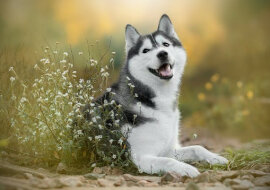 Husky pogryzł słuchawki właścicielki, jednak reakcja psa przekona każdego o jego niewinności