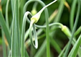 Co należy robić z czosnkiem niedźwiedzim. Sprawdź