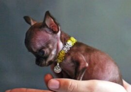 Malutki piesek - 6 cm wzrostu